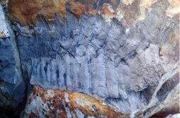 英格兰北部海滩发现有史以来最大的巨型千足虫化石