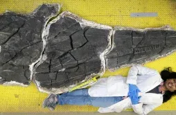 鱼龙化石被证为新物种：体长17米 头骨尺寸超2米