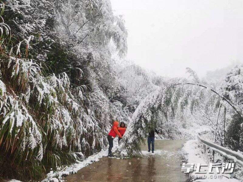 澄潭江镇虎形村，党员志愿者清理被积雪压塌的竹子。受访者供图