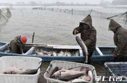 千龙湖冬捕开始，“头鱼”拍出5.88万元身价