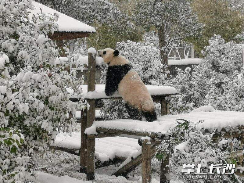 大熊猫在雪地中嬉戏玩耍。