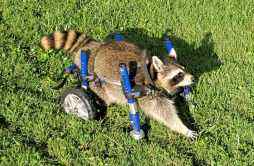 美国一浣熊开启“新生活” 定制轮椅助力其探索周围环境