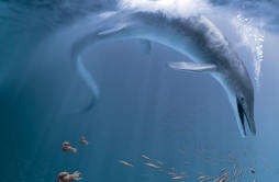 美国内华达州发现2.44亿年前的巨型鱼龙化石