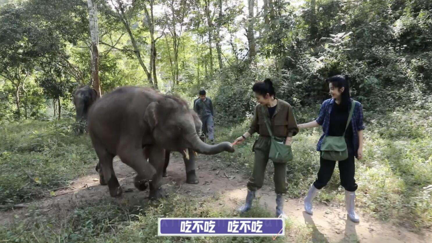 抖音出品《给你，我的新名片》李冰冰季第三期将播，探访亚洲象之旅即将开启