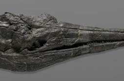 科学家发现新型鱼龙化石 或为地球有史以来最早巨型动物