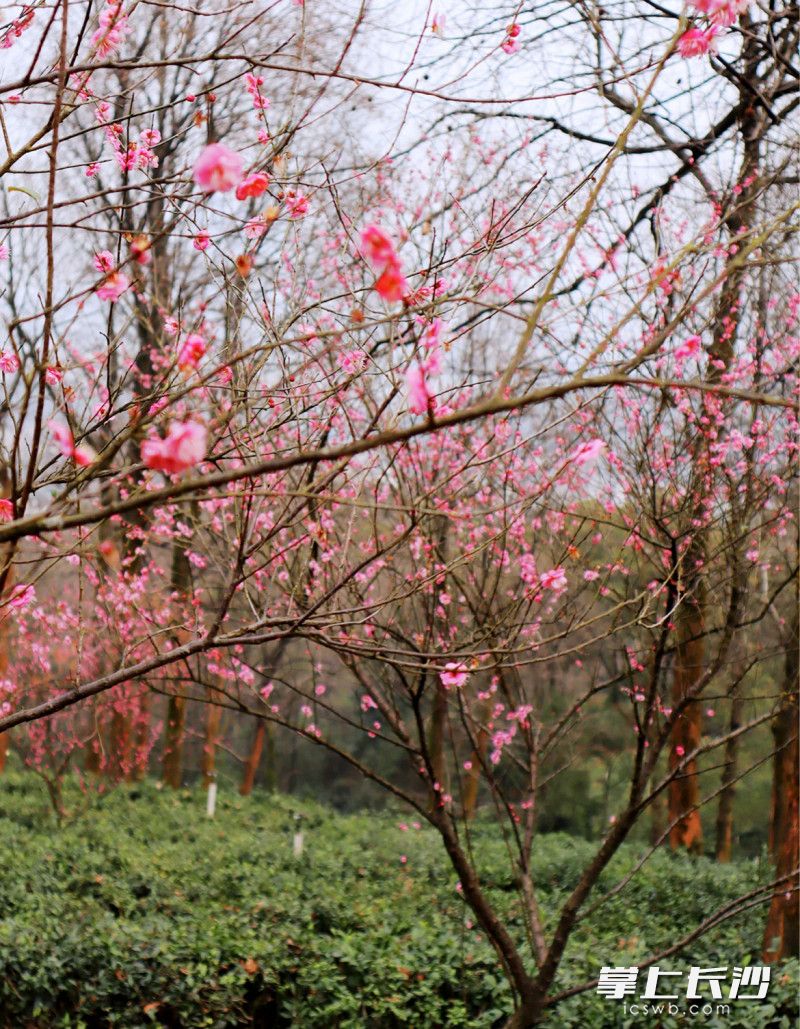 岳麓山茶园里，梅花盛开。