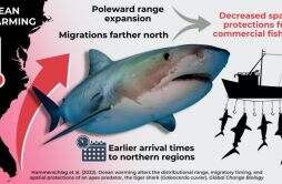 气候变化导致的海洋温度上升改变了虎鲨迁移方式