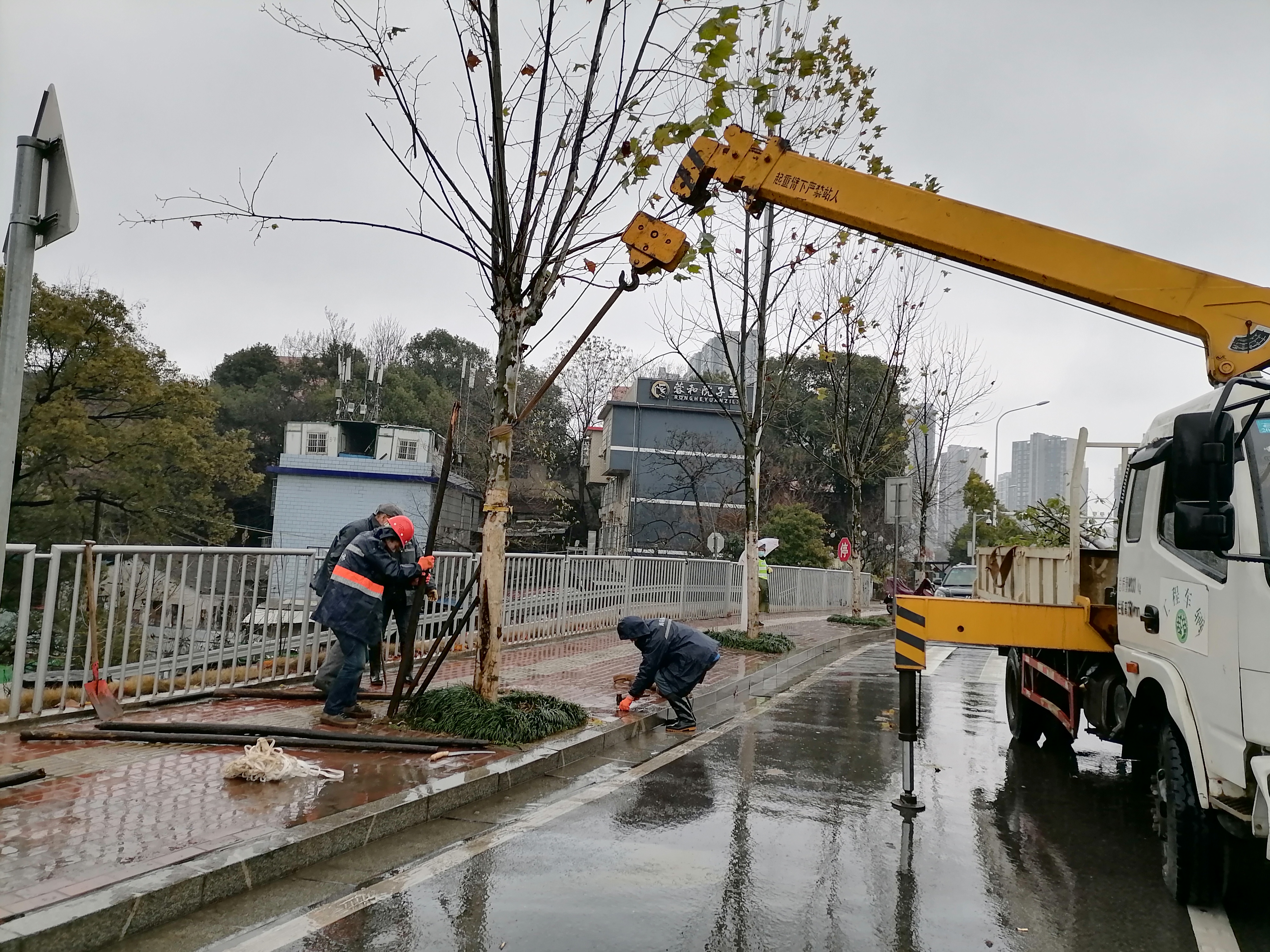 风雪中，雨花区园林部门及时清理行道树的枯枝断枝，并对树木加固处理。长沙晚报通讯员 杨佳 摄