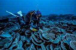 研究人员在大溪地发现处于原始状态的大型珊瑚礁