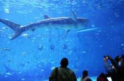 全球首条仿生鲸鲨参与人鱼童话表演