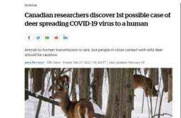 加拿大发现疑似“鹿传人”新冠病例 或为孤立病例