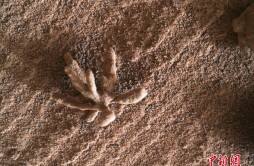 NASA“好奇号”在火星发现奇特岩石 外观酷似珊瑚