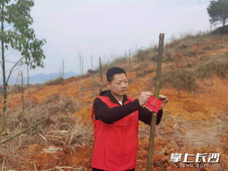 镇党委委员、纪委书记刘海林为他的小树苗挂上清廉寄语卡。