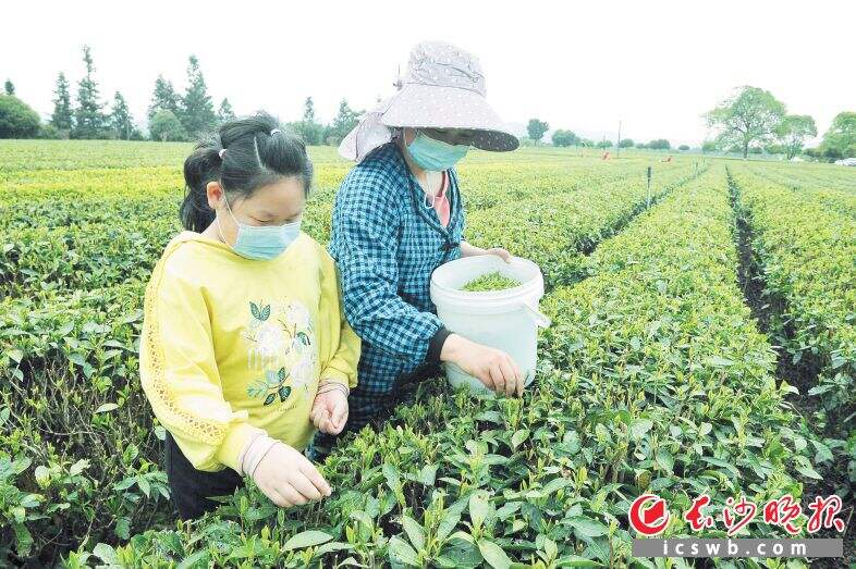 长沙春茶全面开采，图为长沙县金井镇金井茶园，村民正在采摘“清明茶”。　　长沙晚报全媒体记者 贺文兵 摄