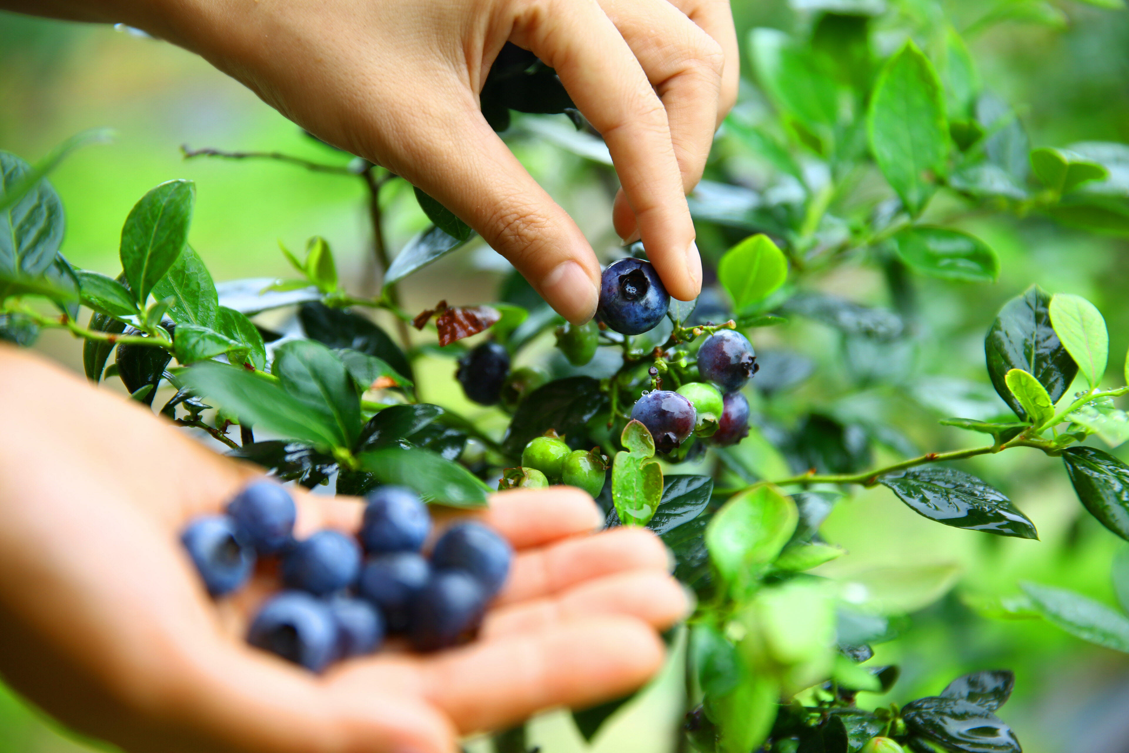蓝莓果实不仅甜香诱人，营养价值也是极为丰富。长沙晚报通讯员 宋彬彬 摄
