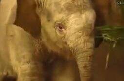 小象莫莉被送往昆明动物园 提供更好的生活和成长条件