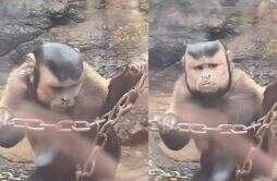 动物园一猴子长着国字脸络腮胡 面貌竟然和人一样