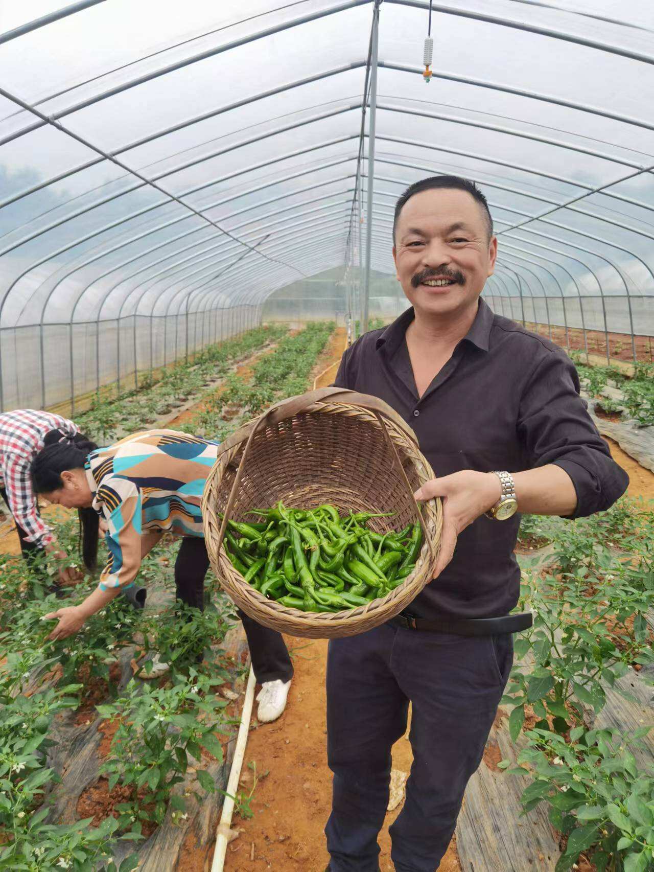 李志武正在尝试用不同的有机肥培育不同口味和辣度的东城生态椒，向喜爱东城生态椒的食客们提供更多选择。