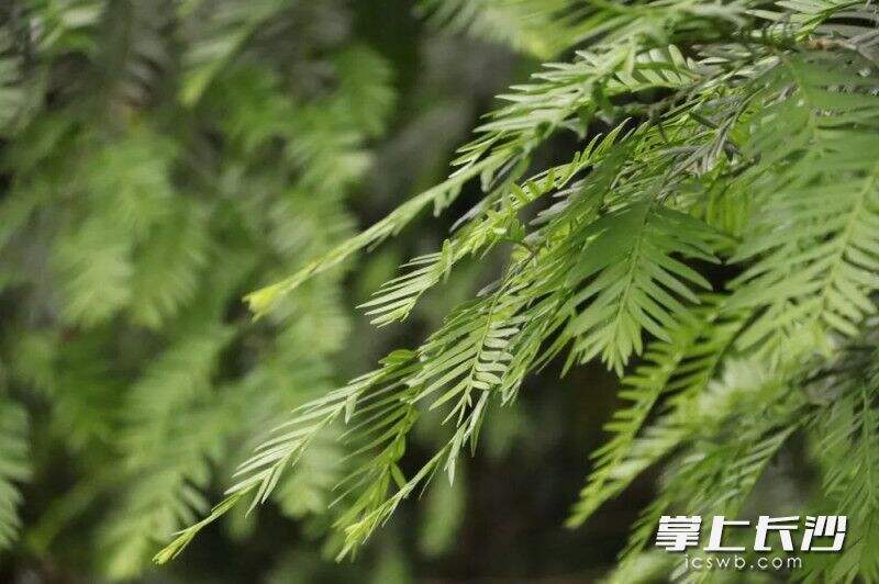 南方红豆杉，被誉为“植物黄金”。