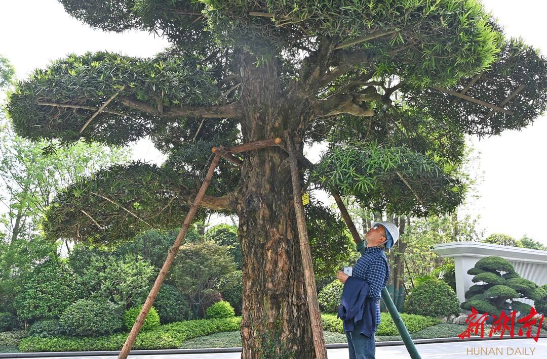湖南日报|长沙小区建成古松博物馆  珍稀松树古树就有24株