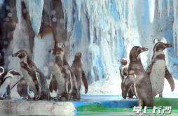 夏日畅游动物园，来一场极地冰雪之旅
