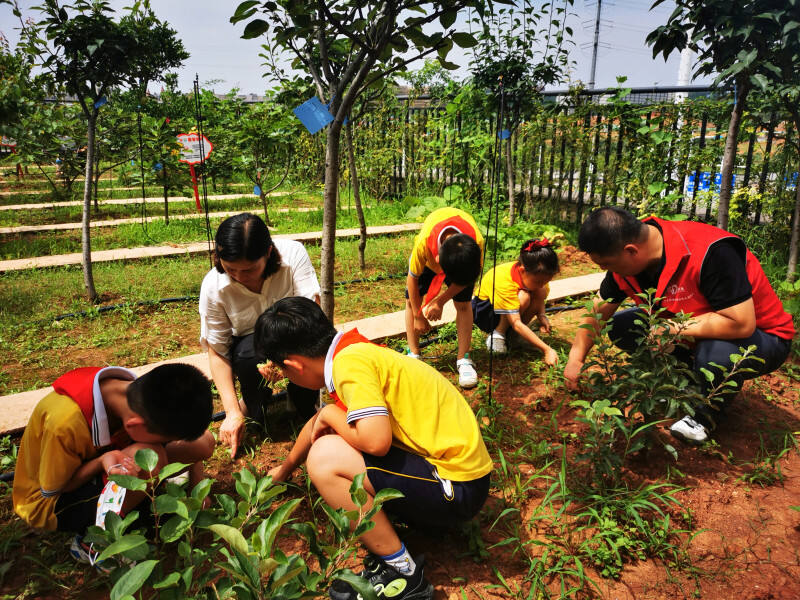 党员志愿者和同学们在果园里清除杂草。