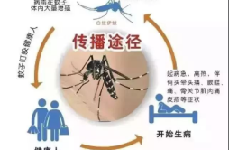 多国报告登革热疫情长沙传染病专家：不必“蚊”风丧胆