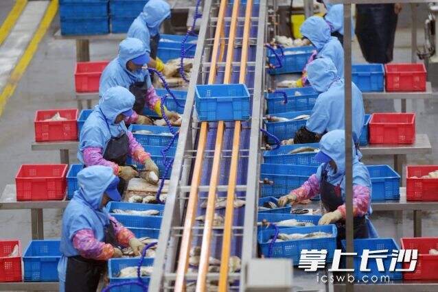 为了保证“徽三臭鳜鱼”的品质，吴永学的公司上线了一整套机械化设备，图为工人在流水线上作业。 刘玉才 摄