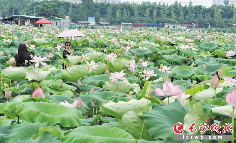 湖南农业大学东门附近的百亩荷园基地，市民在赏荷拍照。进入7月，长沙迎来最佳赏荷季。长沙晚报全媒体记者 贺文兵 摄