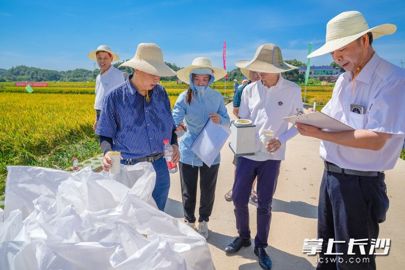 专家团队正在顶着烈日测产。