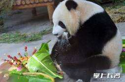 大熊猫啃刨冰老虎吃西瓜，夏日炎炎动物们换上了清淡食谱