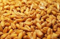 7月粮价开门红部分企业报价上调 小麦1.6元玉米1.54元