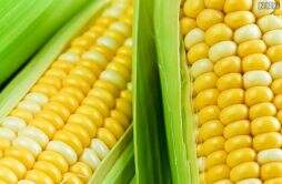 玉米现在多少钱一斤 下半年价格趋势如何