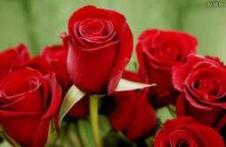 十大最贵的玫瑰花品牌 爱尚鲜花位列榜首