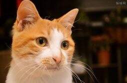 9斤多橘猫失踪36天被救出瘦到5斤多半 太可怜了