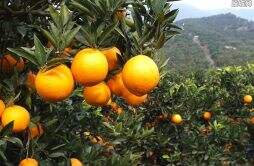 海关总署暂停台湾柑橘类水果等输入 来看最新消息