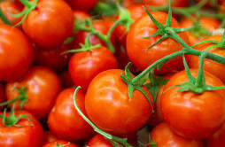 番茄和什么一起吃好 番茄和什么一起吃好消化