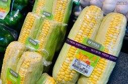 玉米大降价今年上秋玉米开秤价能否涨到1.2元 3件事要注意