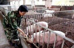 猪价上涨养一头猪最高能赚千元 养殖户翻盘的时候到了