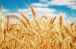 今天小麦多少钱一斤 揭2022年8月小麦价格最新行情