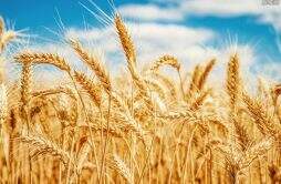 某些小麦品种所谓的高产就是忽悠 因为三点可以验证真相