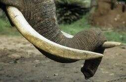 泰国一大象被迫工作杀死主人 用象牙袭击致死