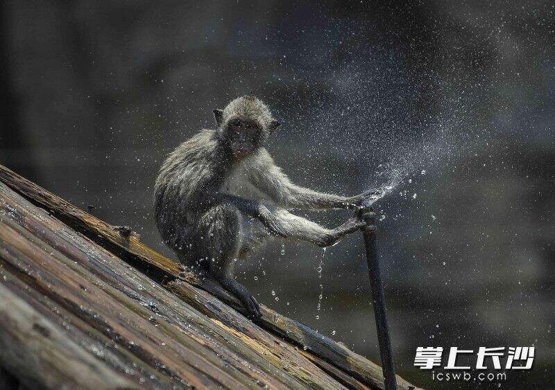 一只顽皮猴用手堵住喷口，借助水流冲凉。图片均为长沙晚报全媒体记者 贺文兵 摄