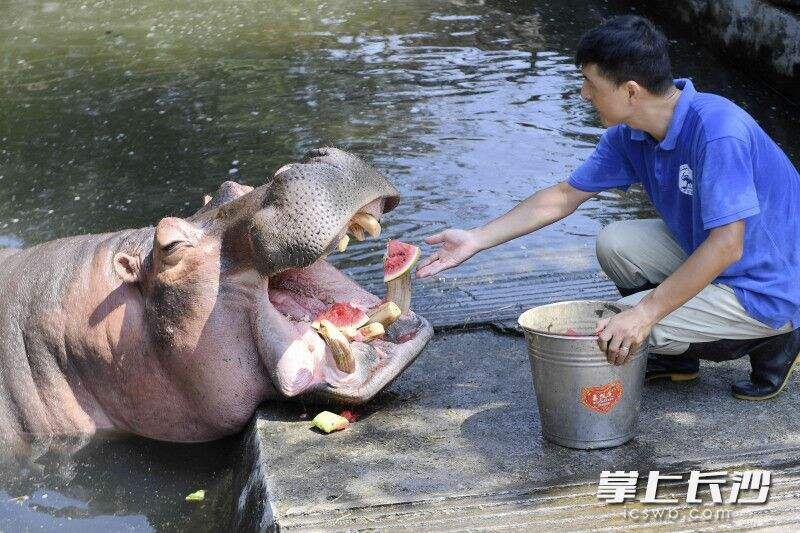 饲养员在喂河马吃西瓜。