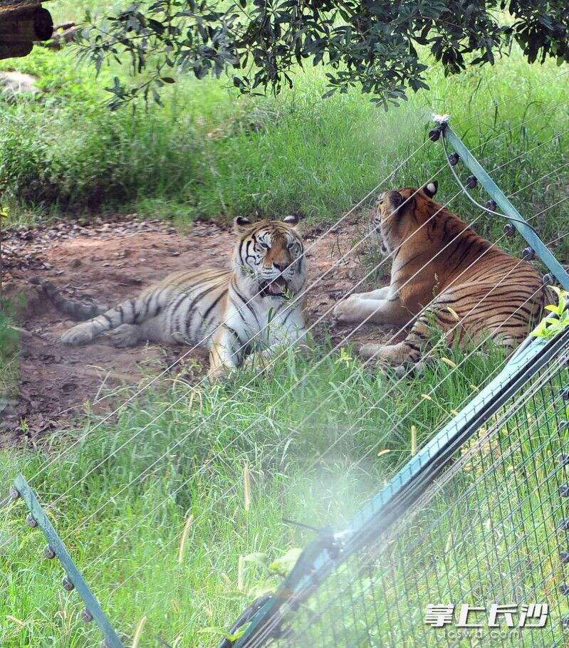 喷雾淋头下，两只老虎在“拉家常”。