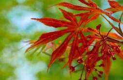 红色叶子的树有哪些 有哪些红色叶子的树