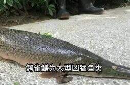 河南汝州巨型怪鱼系高危外来生物 鳄雀鳝竟长这样的