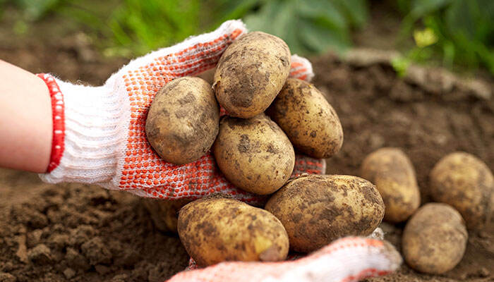 土豆出苗后施什么肥好 土豆出苗后施什么肥