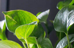 土培绿萝的养殖方法和注意事项 土培绿萝的种植方法和注意事项