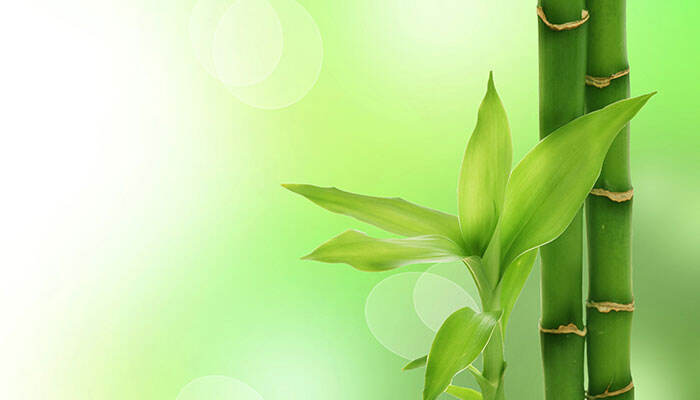 凤尾竹的养殖方法和注意事项 凤尾竹的养殖方法
